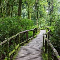 Obraz na płótnie drewniany most w zielonej dżungli