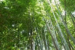 Plakat bambus chiny zen tropikalny