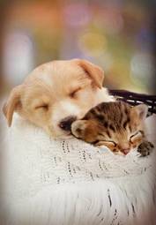 Fototapeta Śpiący kociak i szczeniak
