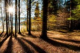 Fototapeta słońce drzewa jesień