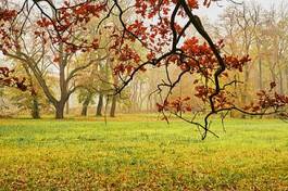 Fotoroleta jesień drzewa vintage