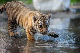 Fototapeta kot tygrys wzór ssak