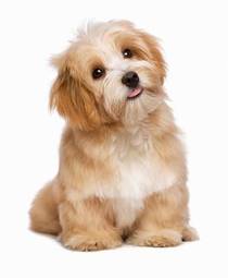 Obraz na płótnie zwierzę pies szczenię