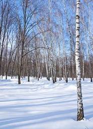 Naklejka park las śnieg natura
