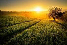 Obraz na płótnie letnia łąka o zachodzie słońca