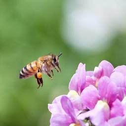 Fototapeta pyłek natura ogród lato świeży