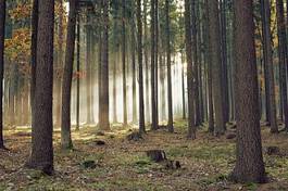 Fotoroleta pejzaż natura las jesień księżyc