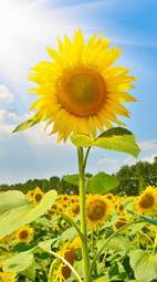 Fotoroleta kwiat pejzaż słonecznik pole wysoki