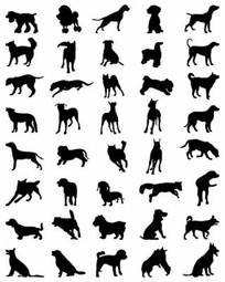 Plakat szczenię labrador spaniel pies