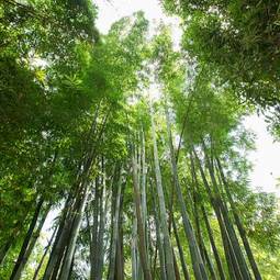 Fotoroleta chiny drzewa zen pejzaż