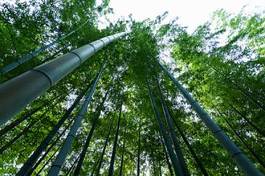 Fotoroleta krajobraz bambus roślina
