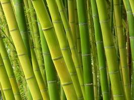 Naklejka bambus las pejzaż chiny