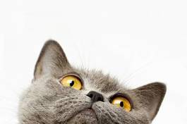 Obraz na płótnie brytyjski krótkowłosy kot