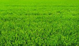 Plakat polana piękny trawa pole świt