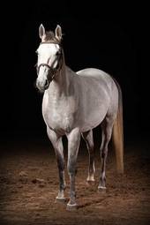 Plakat piękny zwierzę koń wyścigowy ogier jeździectwo