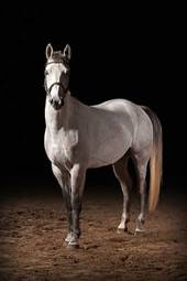 Obraz na płótnie koń wyścigowy portret piękny