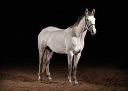 Fotoroleta koń wyścigowy portret koń ogier