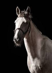 Naklejka piękny portret koń zwierzę