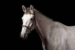 Obraz na płótnie jeździectwo ogier rasowy piękny koń