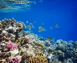 Naklejka tropikalny morze natura egipt rafa