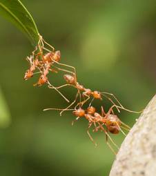 Obraz na płótnie zwierzę natura roślina mrówka makro