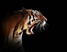 Naklejka piękny tygrys bezdroża