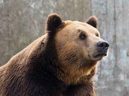 Fototapeta niedźwiedź zwierzę twarz dziki ssak