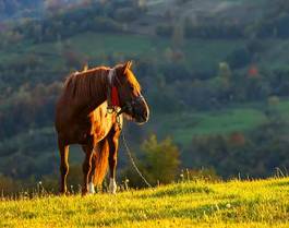 Fotoroleta pastwisko góra koń zwierzę rolnictwo