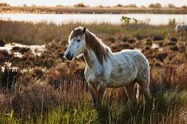 Obraz na płótnie trawa grzywa europa koń