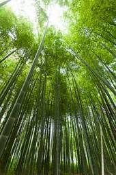 Naklejka spokojny egzotyczny wzór orientalne bambus