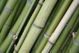 Naklejka azjatycki las bambus tropikalny