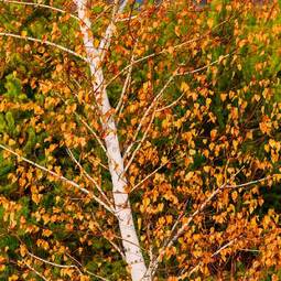 Fotoroleta drzewa pejzaż roślina jesień