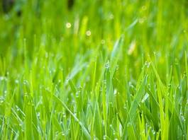 Obraz na płótnie trawa pole wiejski lato wieś