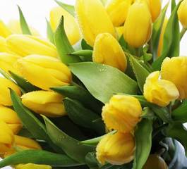 Naklejka tulipan świeży pąk roślina