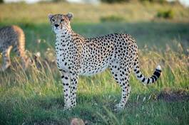 Naklejka park twarz safari gepard