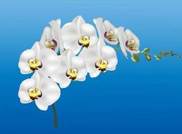 Obraz na płótnie natura kwiat roślina storczyk