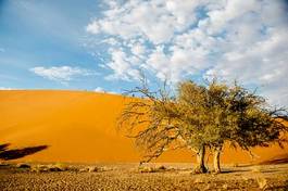 Plakat drzewa niebo krajobraz afryka wydma