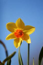 Fotoroleta kwiat narcyz park roślinność