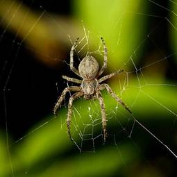 Obraz na płótnie wzór pająk dziki zwierzę