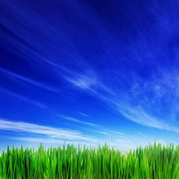 Naklejka łąka natura niebo pejzaż błękitne niebo