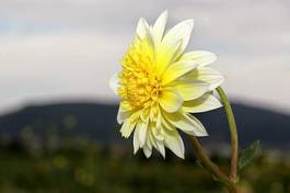 Naklejka dalia kwiat żółty rośliny ozdobne