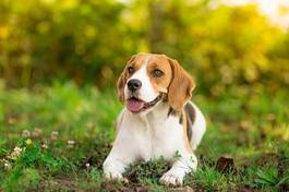 Obraz na płótnie beagle odpoczywa w ogrodzie