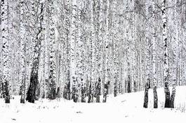 Plakat niebo rosja las natura śnieg