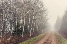 Obraz na płótnie brzoza droga wiejski las wieś