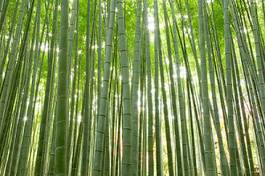 Naklejka japonia bambus roślina zielony drewno