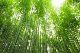 Naklejka japonia bambus roślina drewno