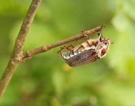 Fototapeta fauna zwierzę obraz natura chrząszcz