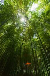 Naklejka azja bambus niebo roślinność