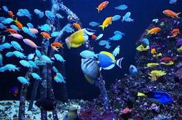 Naklejka morze natura rafa ryba koral