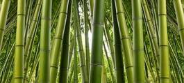 Naklejka dżungla azjatycki bambus